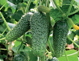 Адмирал F1 купить