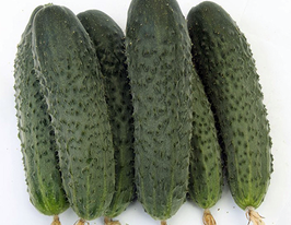 Огурец Атаман F1 купить