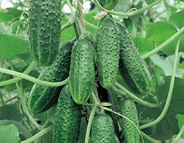 Гвидон F1 купить