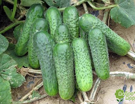 Огурец Джустина F1 купить