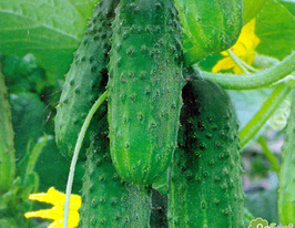 Каспер F1 купить