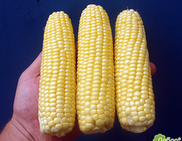 Кукурудза Леженд F1купити