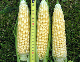 Лендмарк F1купити