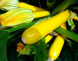 Кабачок Мери Голд F1 купить