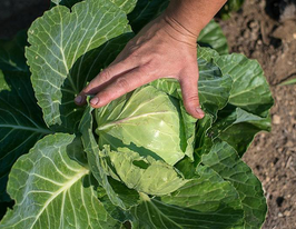 Старт F1купити