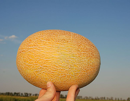 Дыня Карамелька купить