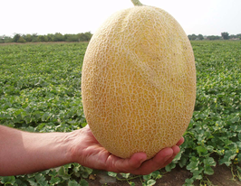 Диня Кредо F1купити