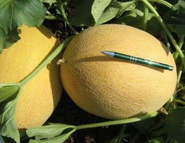 Мейрон F1купити