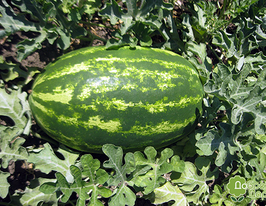 Нельсон F1купити