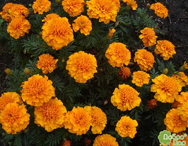 Чорнобривці Атоскупити