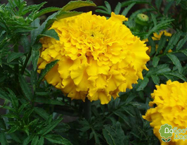 Бархатцы Арамис купить