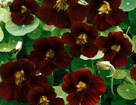 Настурция Черный бархат купить