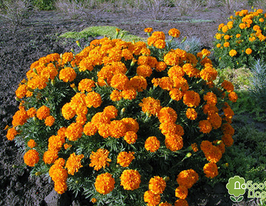 Чорнобривці Мандаринкупити