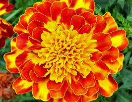 Чорнобривці Портоскупити