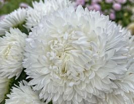 Астра Королевский размер белая купить