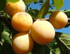 Слива диплоїдна Жовта Афаськакупити