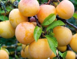 Медова жовтакупити