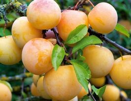 Джеферсонкупити