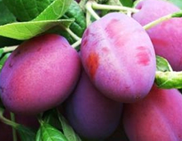 Ісполінськакупити