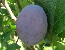 Слива диплоїдна Улюблениця Султанакупити