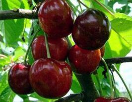 Каресовакупити