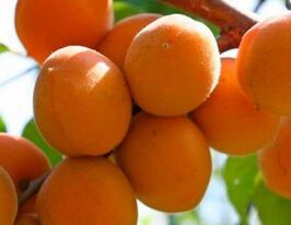 Цар Бибер купить