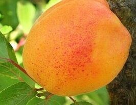 Джумбо Традив купить