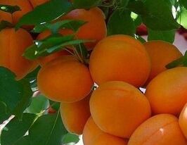 Петропавловский купить