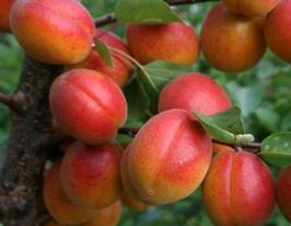 Харогем купить