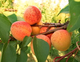 Монастырский купить