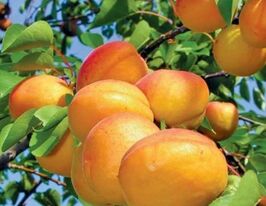 Баршерон купить