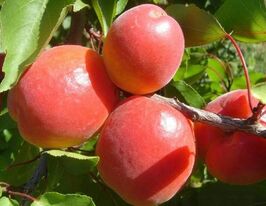 Спринг Блуш купить