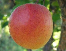 Крупноплодный Дуки купить