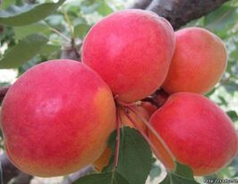 Ред Тардив купить