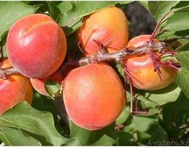 абрикос  Харко купить