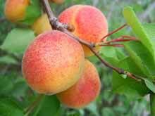 Светлоградский ранний купить