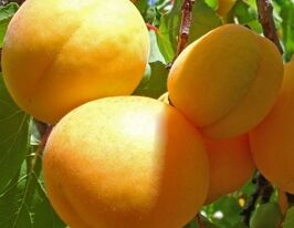 Млиевский ранний купить