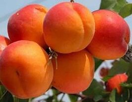 Оранж ред купить