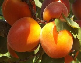 Белла Диамола купить