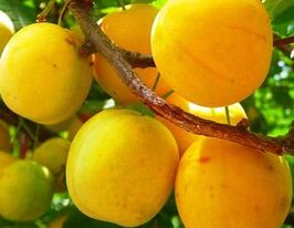 Злато скіфівкупити