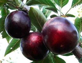 Глобускупити