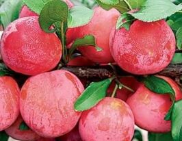 Ред хаткупити