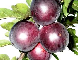 Блек голдкупити