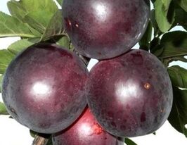 Ельдорадокупити