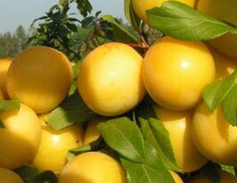 Сонейкакупити