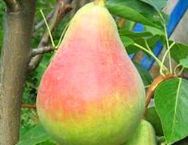 Груша Вікторіякупити