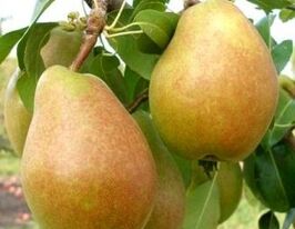Груша Таврическая купить