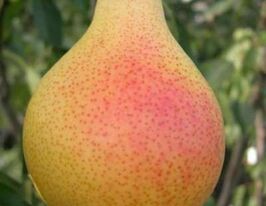 Изюминка Крыма купить