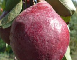 Кармен купить