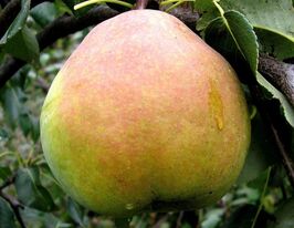 Груша Николай крюгер купить